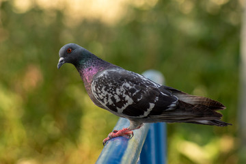 gołąb