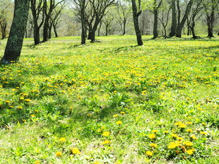 タンポポの草原　軽井沢の公園
