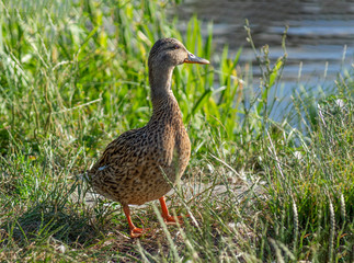 kaczka © Henryk Olszewski