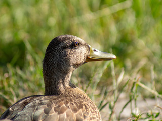 portret kaczki © Henryk Olszewski
