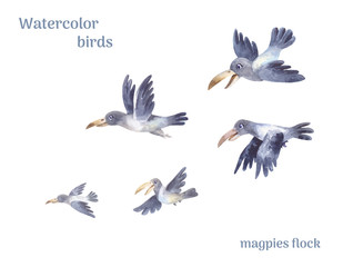 Magpies illustration