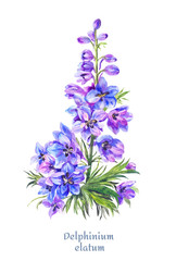 Delphinium illustration, watercolor blue larkspur