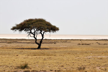 Etosha pan with tree - Namibia Africa