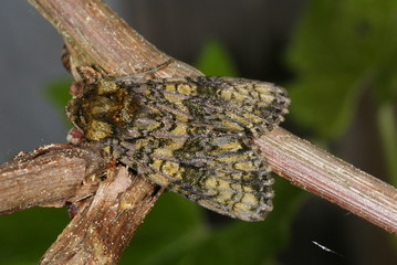 Craniophora ligustri (DENIS & SCHIFFERMÜLLER, 1775) Liguster-Rindeneule 26.04.2011 DE, NRW, Leverkusen