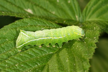 Amphipyra pyramidea (LINNAEUS, 1758) Pyramideneule , Raupe 26.04.2011 DE, NRW, Leverkusen