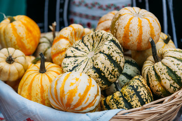 autumn pumpkins at the harvest festival