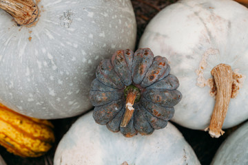 autumn pumpkins at the harvest festival
