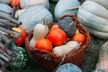autumn pumpkins at the harvest festival