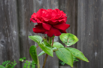 Fototapeta na wymiar Beautiful single red rose flower