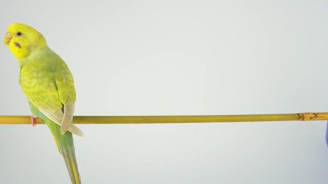 Two wavy parrots are sitting on a stick on a white background