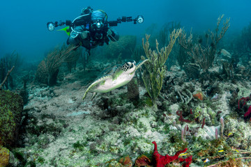 A scuba diver photographs a small green sea turtle on a colorful reef in the Caribbean off the...