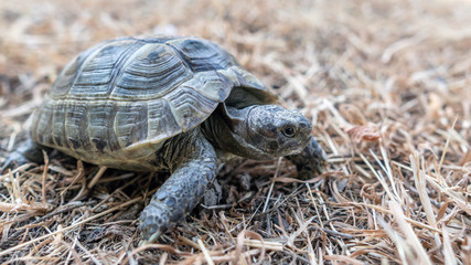 Land tortoise walking on dry grass