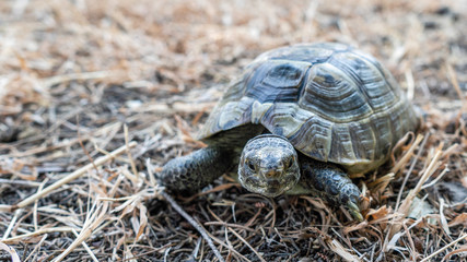 Land tortoise walking on dry grass