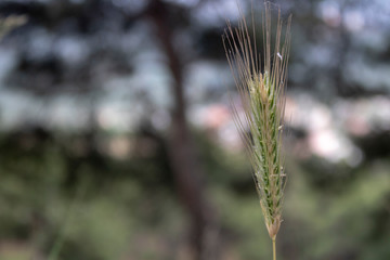 Close up shoot of wheat ears.