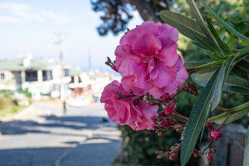 Close-up of azalea shrub flower. Street view and blurred background in sunny day.