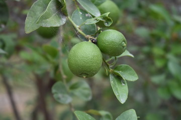 limon, arbol, fruta, alimento