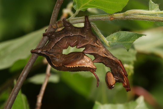 Stauropus fagi (LINNAEUS, 1758) Buchen-Zahnspinner, Raupe 13.06.2011 DE, NRW, Leverkusen