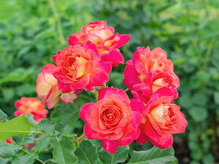 Red roses on a background of green foliage