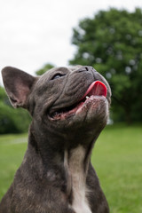 Portrait of a french bulldog in blue with tongue hanging out