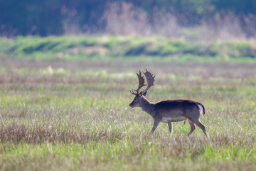 Fallow Deer (Dama dama) running over a flooded meadow in the nature reserve Moenchbruch near Frankfurt, Germany.