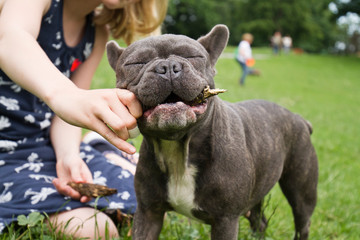 young girl with stick plays with a french bulldog