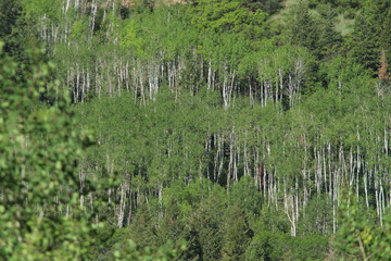Obraz premium On Baldy Peak Mountain Ouray Colorado