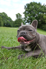 french bulldog in blue lies with his tongue hanging on a green field