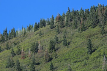 On Baldy Peak Mountain Ouray Colorado