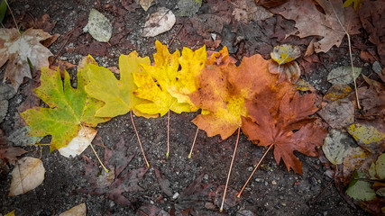 Maple Leaves