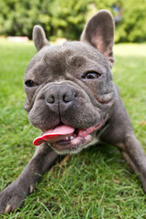 french bulldog in blue lies with his tongue hanging on a green field