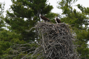 Male and Female Osprey sitting on huge natural-built nest against tall trees