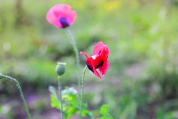 Obraz premium flowering poppies in the garden