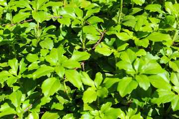 summer green leaves closeup background
