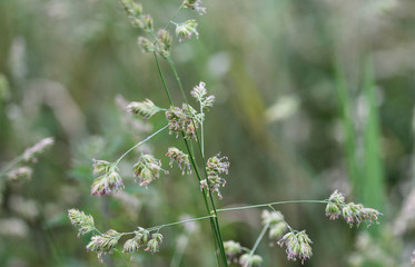 Dactylis glomerata, also known as cock's foot, orchard grass, or cat grass