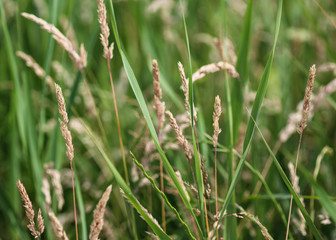 Holcus lanatus, common names include Yorkshire fog, tufted grass, and meadow soft grass