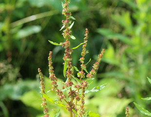 Rumex obtusifolius, commonly known as bitter dock, broad leaved dock, bluntleaf dock, or butter dock