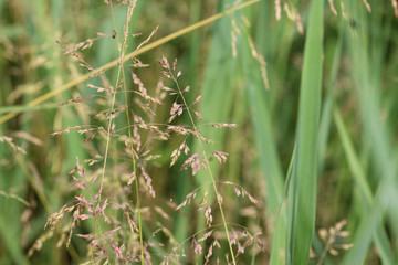 Poa pratensis, commonly known as Kentucky bluegrass, blue grass, smooth meadow grass, or common...