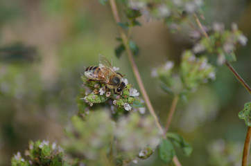 Bee on origan flowers