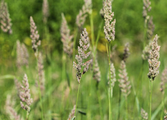 Dactylis glomerata, also known as cock's foot, orchard grass, or cat grass