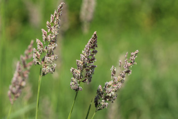Dactylis glomerata, also known as cock's foot, orchard grass, or cat grass