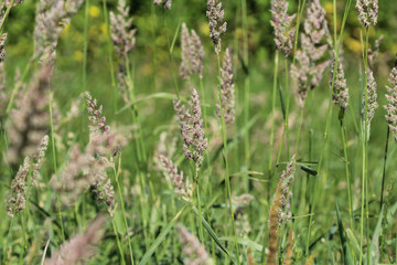 Dactylis glomerata, also known as cock's foot, orchard grass, or cat grass
