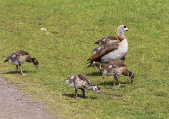 couple Egyptian goose (Alopochen aegyptiaca) with their young chicks eating grass