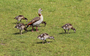couple Egyptian goose (Alopochen aegyptiaca) with their young chicks eating grass