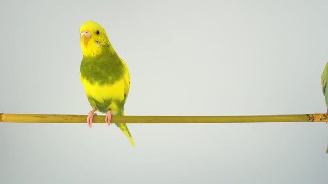 Two wavy parrots are sitting on a stick on a white background