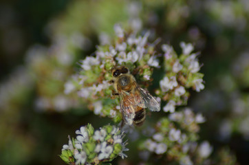 Bee on origan flowers