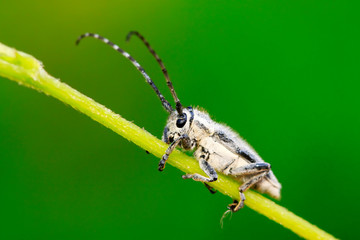 longicorn