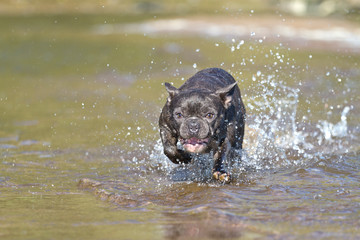 French bulldog in blue runs along the beach waterline having fun with the splashing water