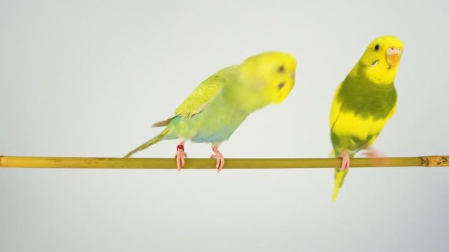 Two wavy parrots are sitting on a stick on a white background