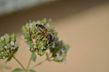 Bee on origan flowers