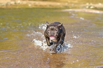 French bulldog in blue runs along the beach waterline having fun with the splashing water